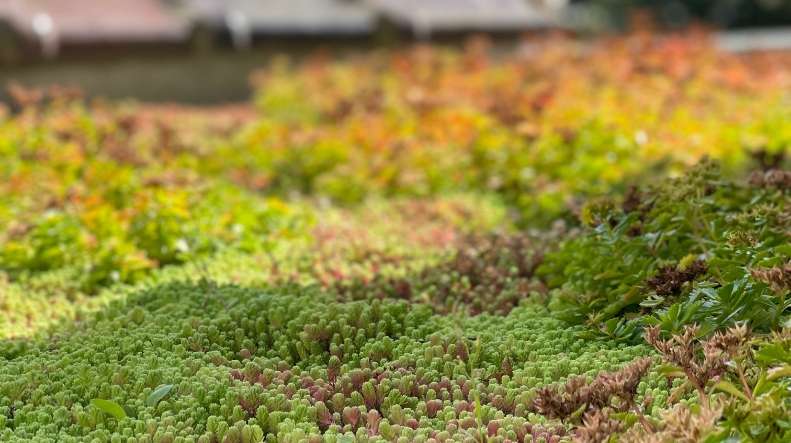 Toiture végétale en sedum avec vue sur la flèche de l'Hôtel de Ville de Bruxelles, par Toiture Alexis