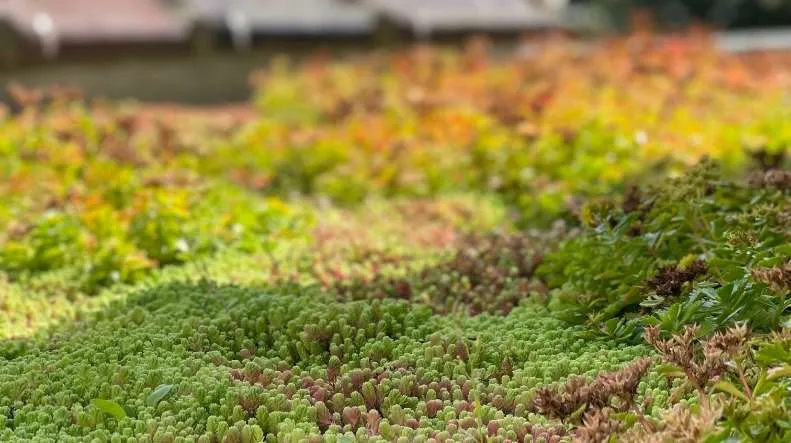 Toiture végétale en sedum avec vue sur la flèche de l'Hôtel de Ville de Bruxelles, par Toiture Alexis